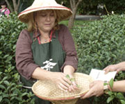 Danielle in a tea field putting tea leaves into a basket.