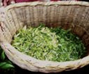 A large basket about 1/3 full of freshly plucked tea leaves.