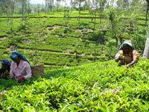 Two people plucking tea in the sun.