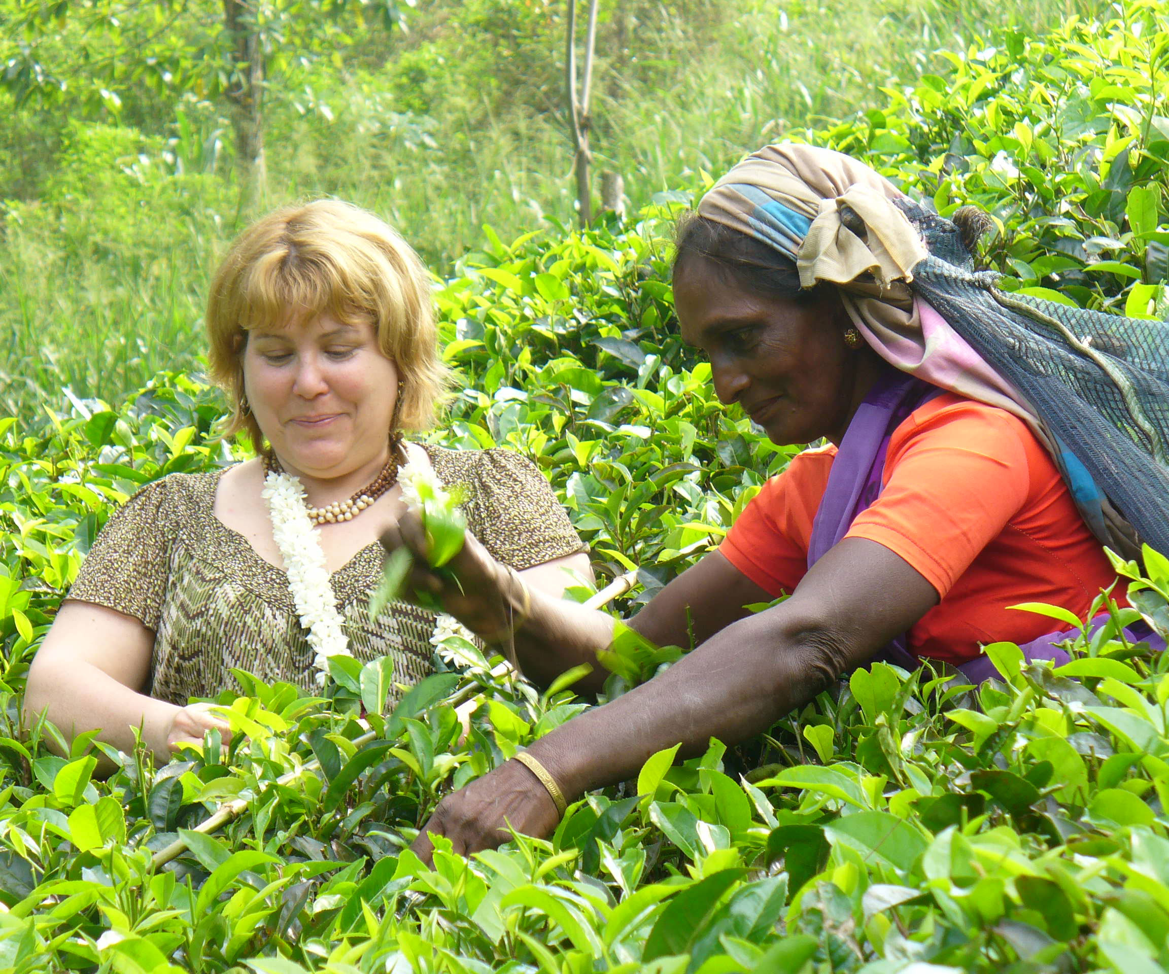 Danielle and a Sri Lankan woman picking tea.