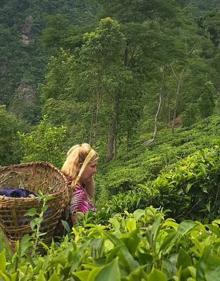 Danielle with a large basket on her back in a tea field.