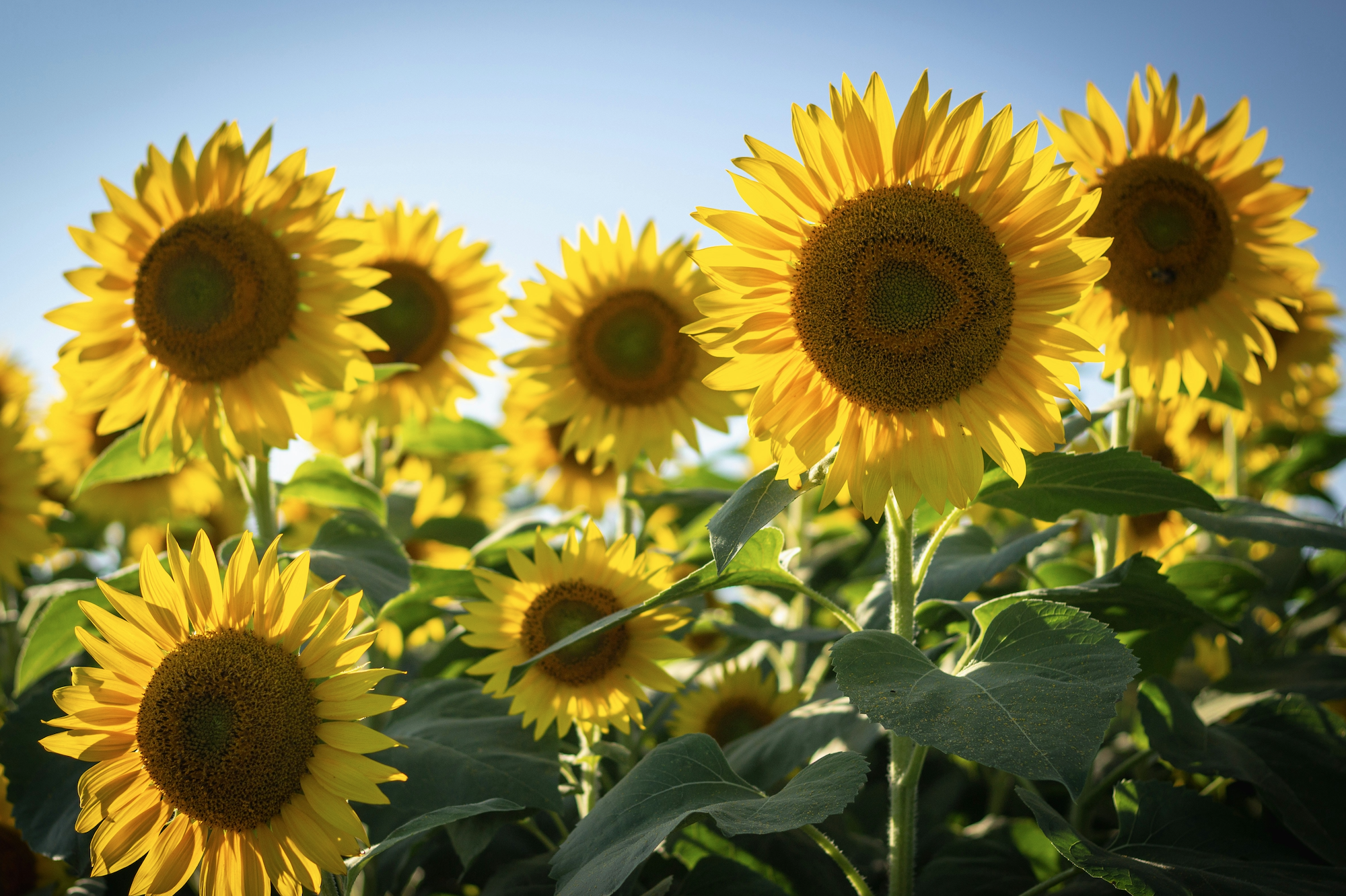 Sunflowers with a sunny blue sky in the background.