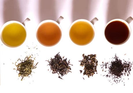 tea tasting