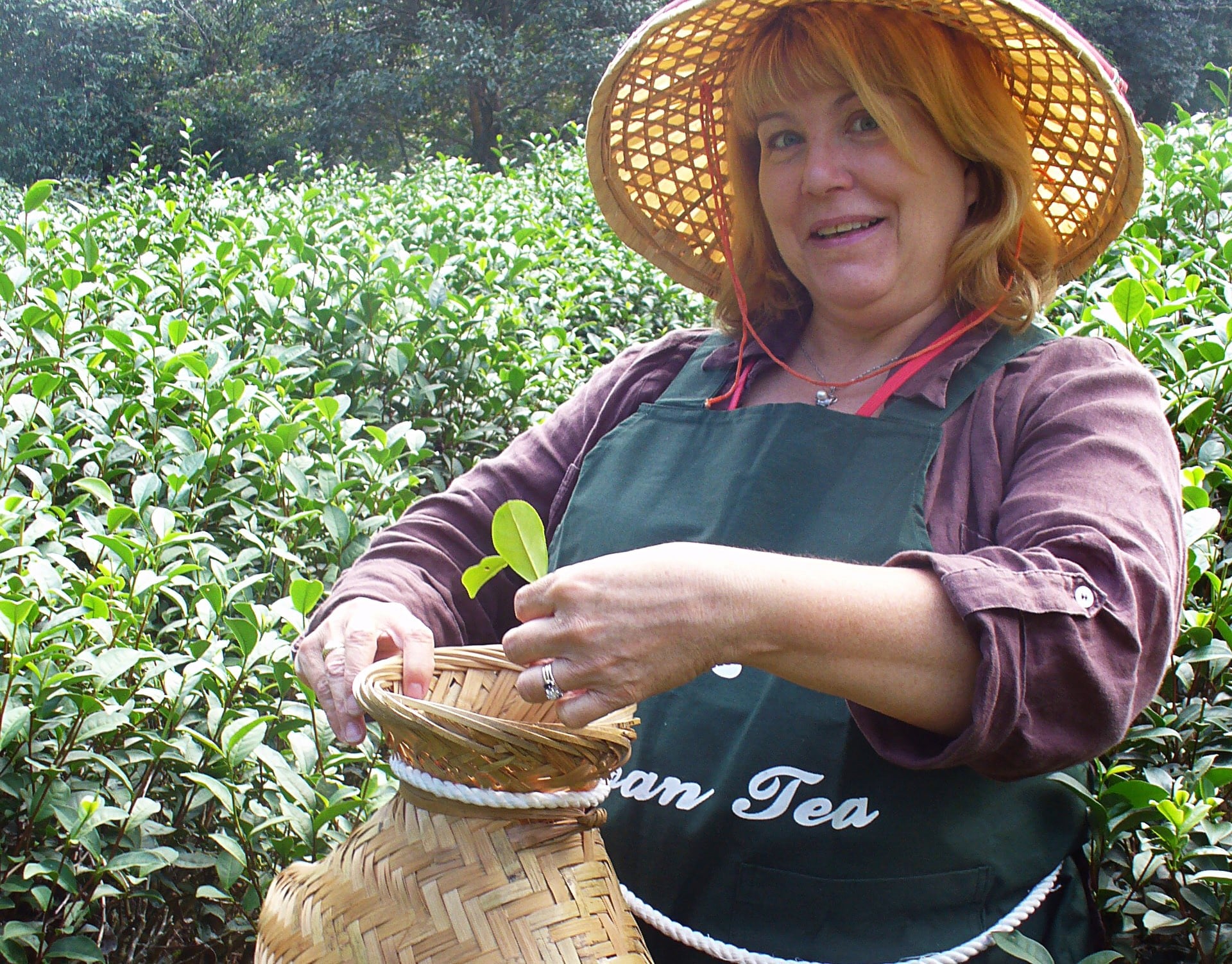 tea journey through Taiwan