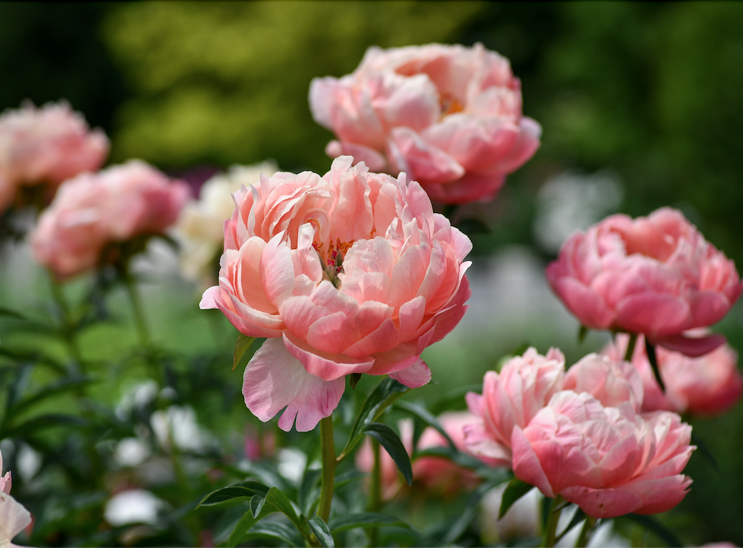 pink peony flowers