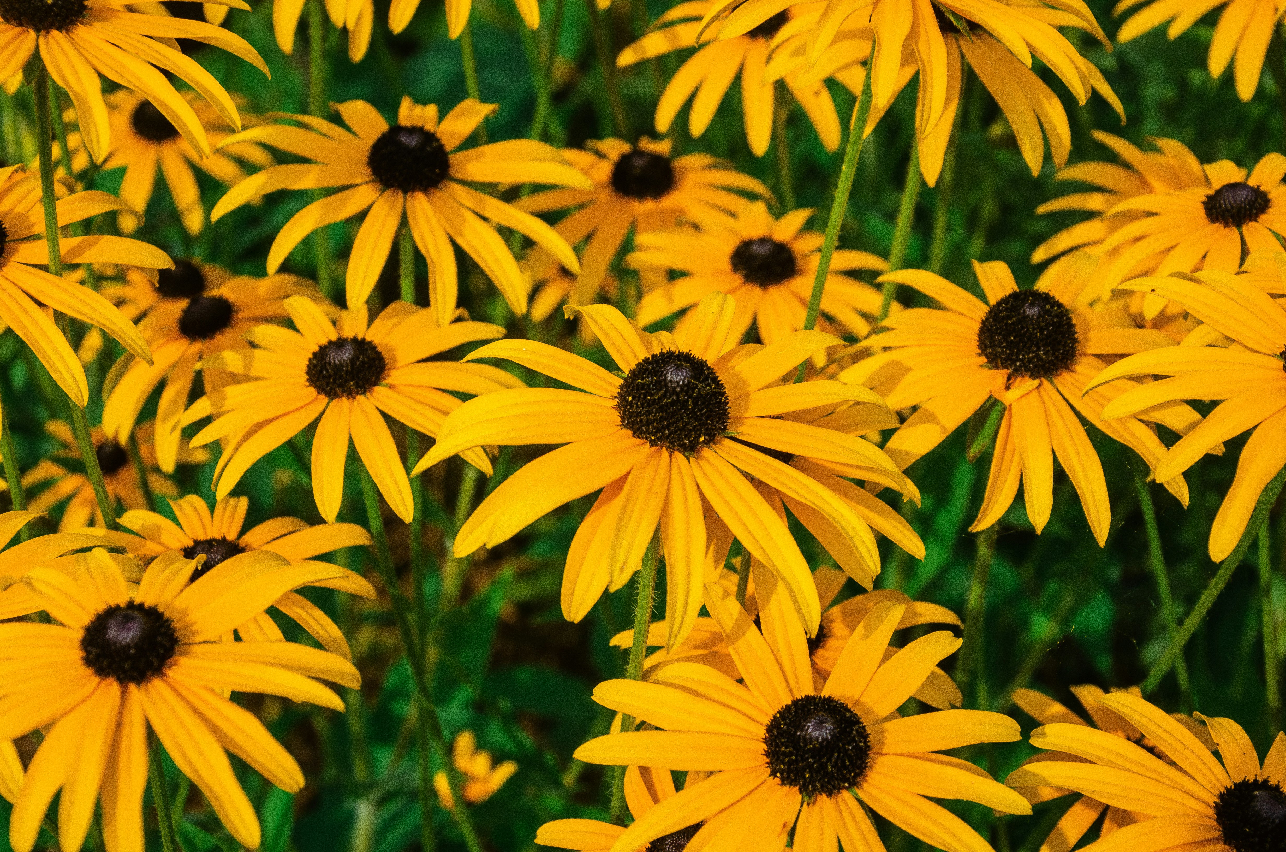 black-eyed Susan flowers